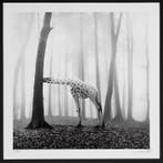 Frank Machalowski - No reserve - tierwald#124
