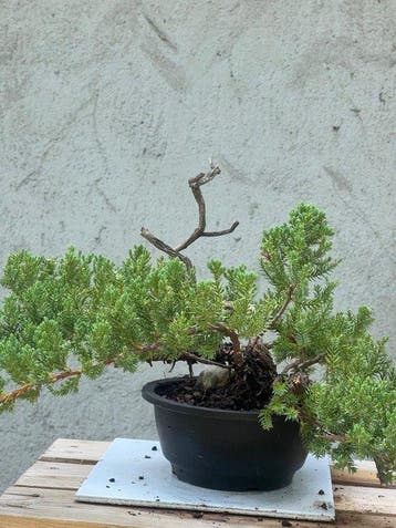 Jeneverbes bonsai (Juniperus) - Hoogte (boom): 30 cm -