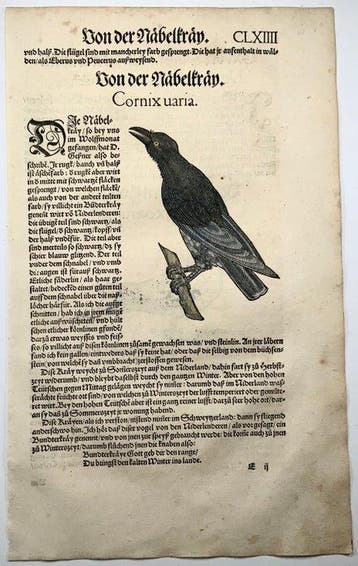 Conrad Gesner - First German Issue - Crow, Raven, Birds -