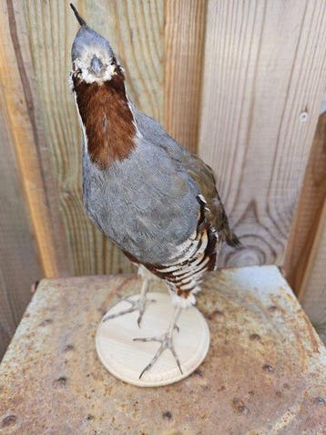 Super mooie nieuw opgezette zeldzame Bergkwartel Taxidermie, Verzamelen, Nieuw