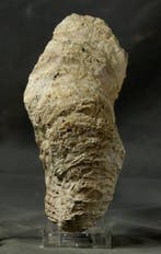 Grosse huître complète - 20 cm ! - Animal fossilisé - Ostrea