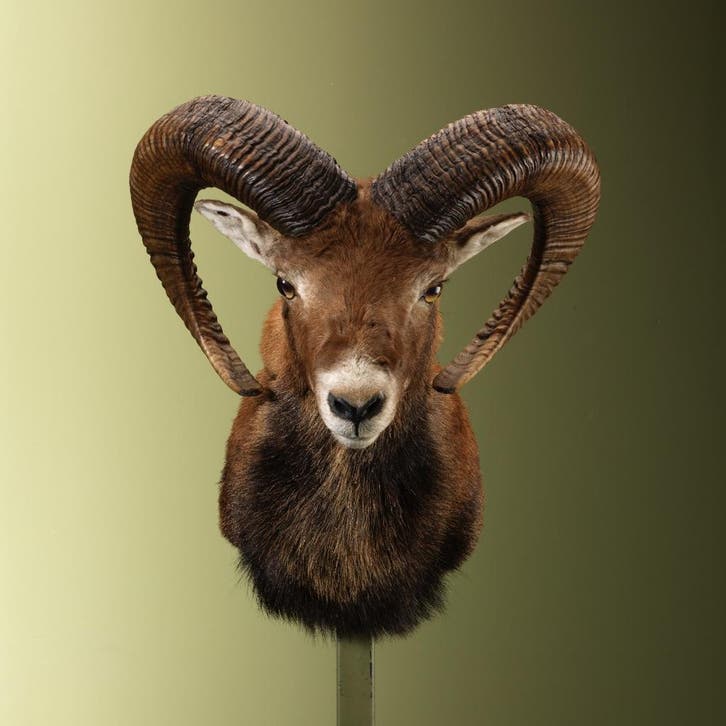 Moeflon Taxidermie Opgezette Dieren By Max, Collections, Collections Animaux, Enlèvement ou Envoi