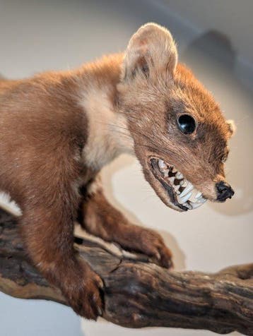 Pine Marten Taxidermie wandmontage - Martes martes - 35 cm -