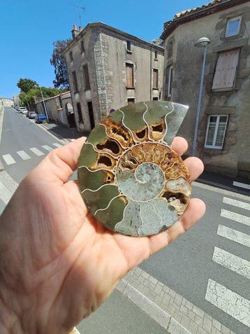 Ammonite - Animal fossilisé - Aioloceras (Cleoniceras) sp. -