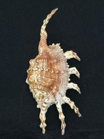 Zeeslak Zeeschelp - S-642 LAMBIS SCORPIUS INDOMARIS (Zonder