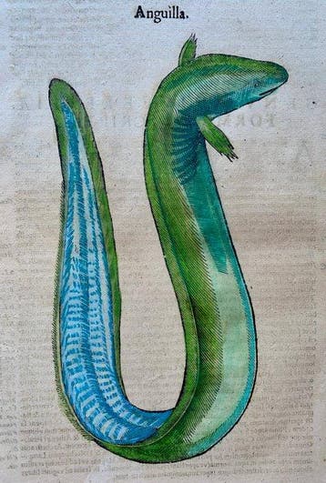 Ulisse Aldrovandi - De Piscibus Libri V - 1638