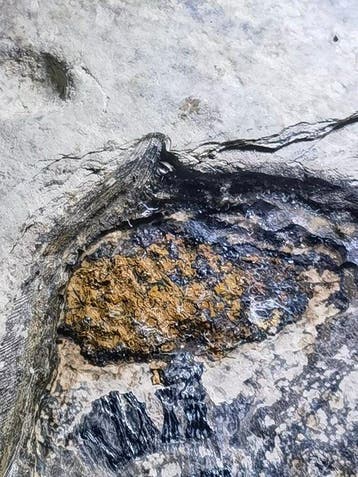 Fossiele schildpad met mogelijk eivormige insluitsel -