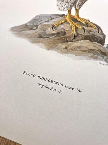 Von Wright brothers & Bror Halberg - Peregrine falcon