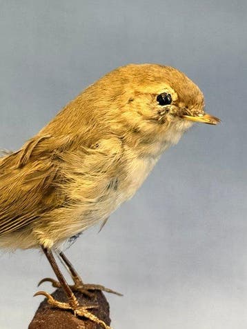Luì blanc Support de corps entier pour taxidermie -, Collections