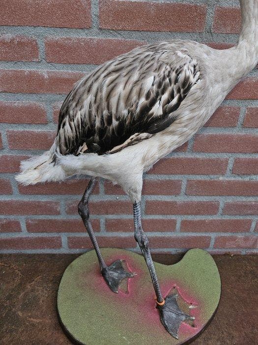 Chileense Flamingo Taxidermie volledige montage -, Collections, Collections Animaux