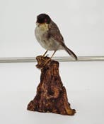 Occhiocotto Taxidermie volledige montage - Sylvia, Verzamelen, Nieuw