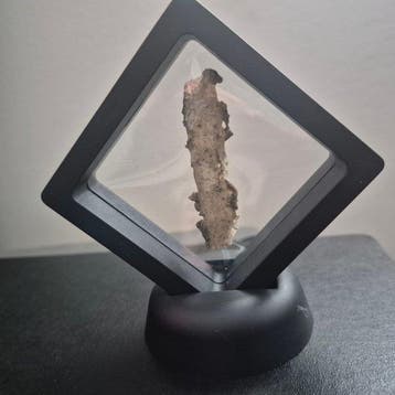 fulguriet Taxidermie volledige montage - Fulguriet - 50 mm -