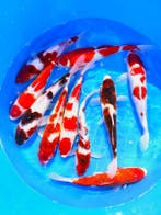 Hirasawa Marusei  32-40 cm (Japanse Koi), Ophalen of Verzenden