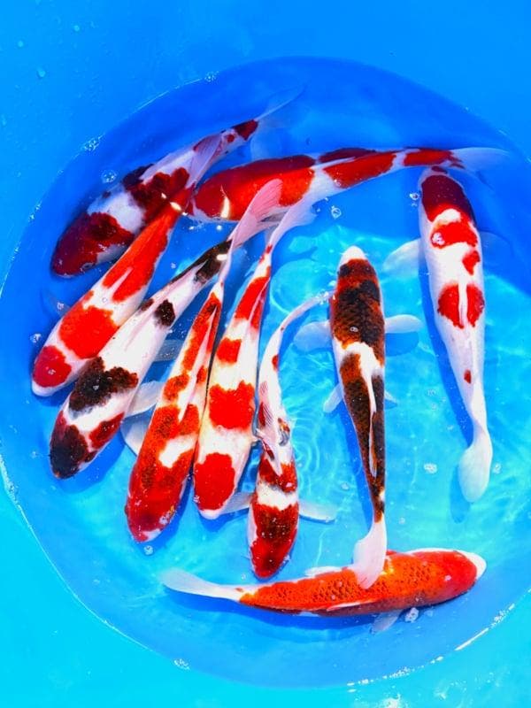 Hirasawa Marusei  32-40 cm (Japanse Koi), Jardin & Terrasse, Étangs, Enlèvement ou Envoi