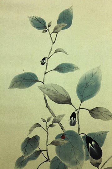 Eggplant and Ladybug -  Nagata Suzaku (1954-) - Japon