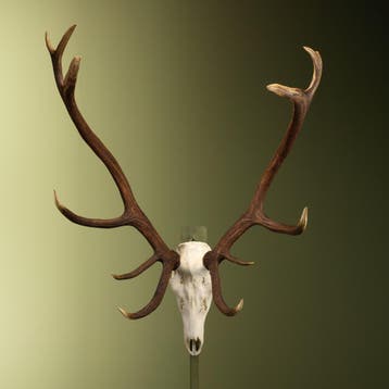 Edelhert Gewei Taxidermie Opgezette Dieren By Max, Ophalen of Verzenden, Nieuw, Wild dier, Opgezet dier
