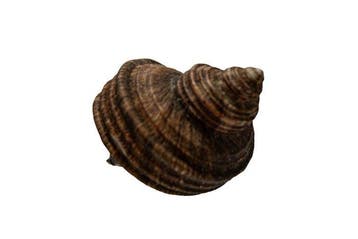 Grote zilvermond-turbanslak (Turbo argyrostoma) |