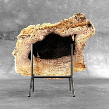 Magnifique tranche de bois pétrifié sur un socle