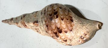 Uitstekende oude schelpen uit zee, gebruikt als tribale
