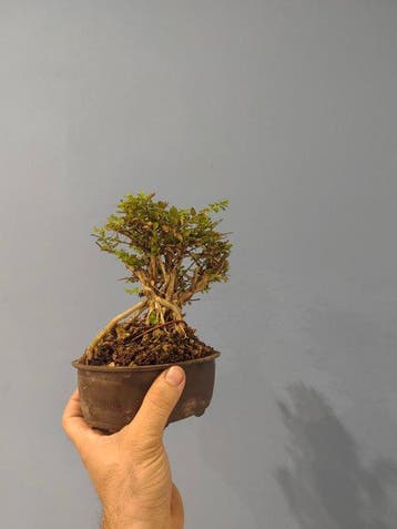 bonsai van kamperfoelie - Hoogte (boom): 10 cm - Diepte