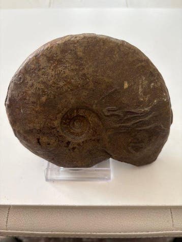 Ammoniet - Gefossiliseerde schelp - 11.5 cm - 14 cm (Zonder