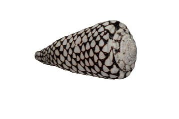 Uitzonderlijke 100 mm GIANT Conus marmoreus - Prachtige