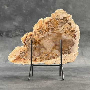 Magnifique tranche de bois pétrifié sur un socle