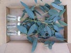 Glas 3 flesjes bloemen Eucalyptus in doosje, Hobby en Vrije tijd, Nieuw
