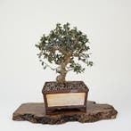 Bonsai van Olea sylvestris in een pot met handgeschreven