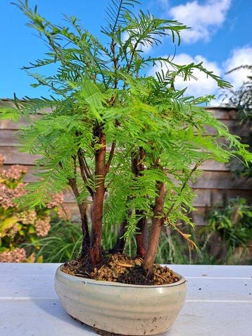 metasequoia bos in bonsaischaal - Hoogte (boom): 25 cm -