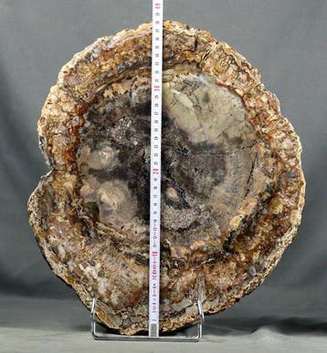 Een grote - Mooie en decoratief versteend hout - gepolijst