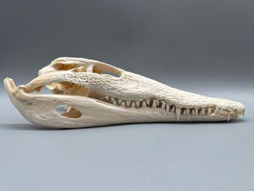 Nijlkrokodil Schedel - Crocodylus niloticus - 7 cm - 11 cm -