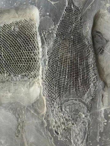 Twee zeldzame vissen - Gefossiliseerd dier - Asialepidotus