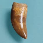 Dinosaurus - Fossiele tand - Carcharodontosaurus sp. - 80 mm, Verzamelen
