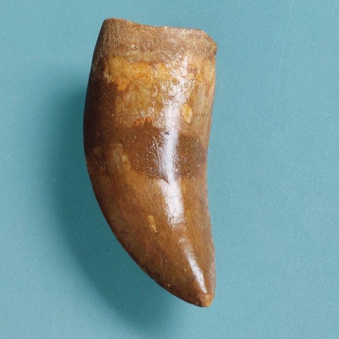 Dinosaurus - Fossiele tand - Carcharodontosaurus sp. - 80 mm, Verzamelen, Mineralen en Fossielen