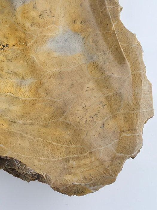 Fossiel - Gefossiliseerd dier - Fossil coral dish - 17 cm -, Collections, Minéraux & Fossiles
