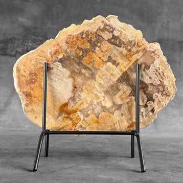 Magnifique tranche de bois pétrifié sur un socle