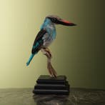 Senegalijsvogel Taxidermie Opgezette Dieren By Max, Ophalen of Verzenden, Opgezet dier