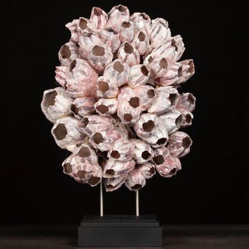 Cluster van zee-barnacles - Taxidermie volledige montage -, Nieuw