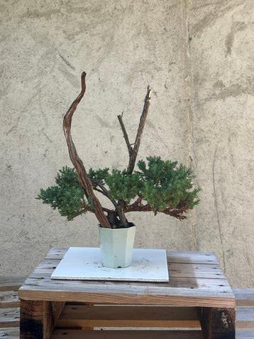 Jeneverbes bonsai (Juniperus) - Hoogte (boom): 28 cm -