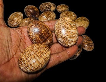 1 kg bulkpartij van natuurlijke bruine aragoniet-palmstenen