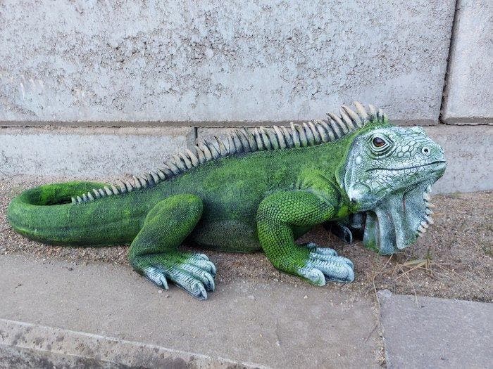 Statue, sculpture in beautiful of a rock Iguana - 34 cm -, Antiek en Kunst, Curiosa en Brocante