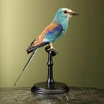 Sahelscharrelaar Taxidermie Opgezette Dieren By Max, Ophalen of Verzenden, Nieuw, Vogel, Opgezet dier