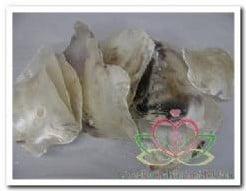 Placuna Placenta Schelpen Naturel 1 kilo, Nieuw
