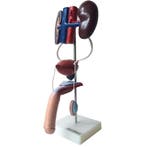 Anatomisch model mannelijk urogenitaal systeem ST-ATM 98, Verzenden