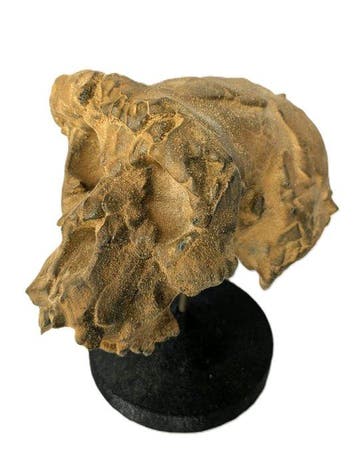 Fossiele schedel - Tumaï Sahelanthropus tchadensis -