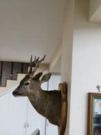 Reebok Taxidermie wandmontage - Capreolus capreolus - 60 cm