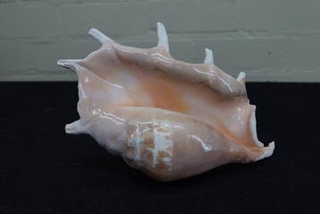 Chiragra Spider Conch Schelpdier - Lambis chiragra (Zonder