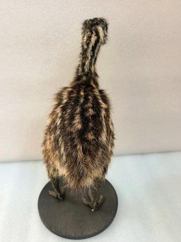 Emoe Taxidermie volledige montage - emu - 32 cm - 12 cm - 25