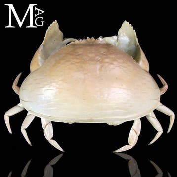 Calappa Calappa des Philippines – Crabe séché pour, Collections, Collections Animaux